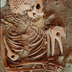 Skeleton and funerary trousseau of teenagers said of the young prince from the cave of the Arene Candide: necklace of shells, deer horn and flint. Stone Age, Upper Paleolithic. Museo di archeologia Ligure, Genoa