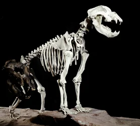 Prehistory: Skeleton of the Cave Bear from the Caves del Bandito a Roaschia in Italy