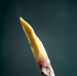 Tip of flint from the Necropole of Arene Candide, Liguria. Upper Paleolithic, Stone Age. Museo di archeologia Ligure, Genoa