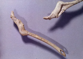 Prehistory: two so-called “Jumping Horse” spear-throwers made of reindeer antler. Middle Magdalenian period. Saint-Germain-en-Laye, Museum of National Archaeology.