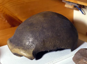 Skull of the Neanderthal Man, discovered in Germany in 1856.
