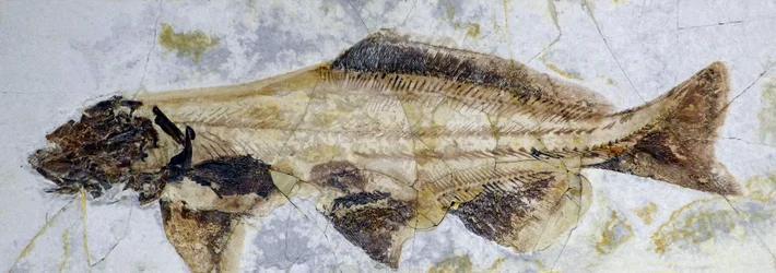 Sturgeon Fossil Footprint, Lower Cretaceous