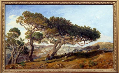 Pines in the Countryside of Aix en Provence