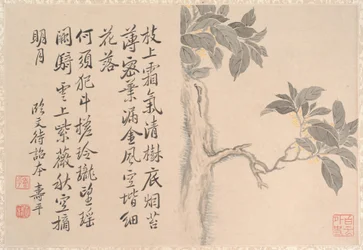 Cassia Tree (album leaf)