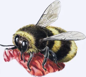 Honey Bee