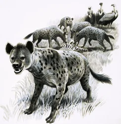 Hyenas Feeding on a Zebra Carcass with Vultures Watching