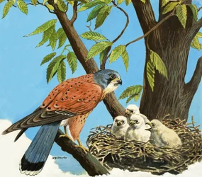 Kestrel and Chick