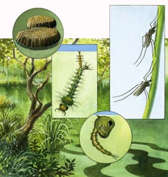 Lifecycle of the Mosquito
