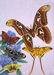 Moths