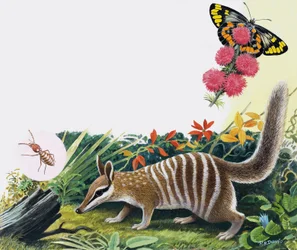 Numbat
