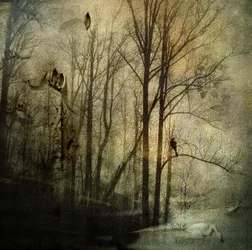 Mysterious Winter Woods