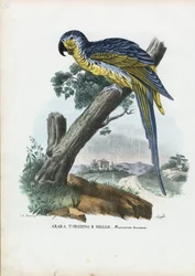 Blue-And-Yellow Macaw