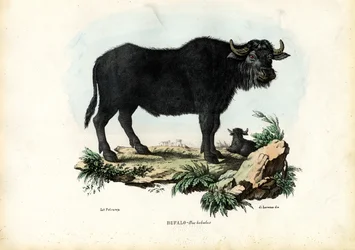 Buffalo