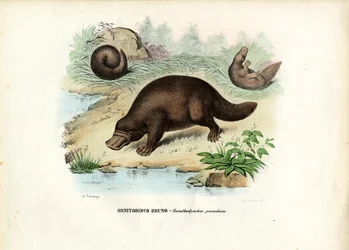 Duck-Billed Platypus, 1863-79