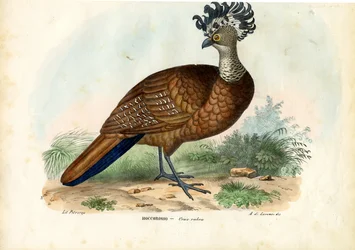Great Curassow, 1863-79