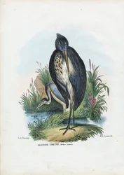 Grey Heron, 1863-79