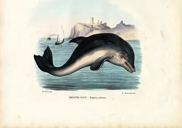 Harbour Porpoise