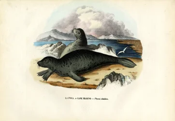 Harbour Seal, 1863-79