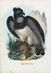 Harpy Eagle