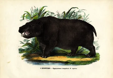Hippo, 1863-79