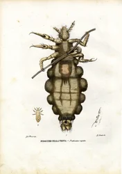 Louse, 1863-79