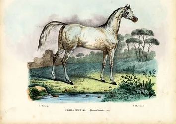 Persian Horse