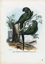 Rose-Ringed Parakeet