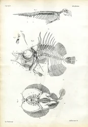 Seal, 1863-79