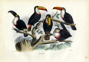 Toucans