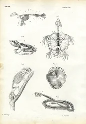 Turtle, 1863-79