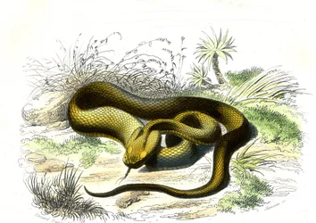 Viper spearhead (Cophias Lanceolatus) - Plate from Natural History by Bernard Germain de Lacepede, edition P. Furme, Paris