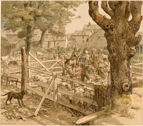 Sheep Dipping, Cornwall