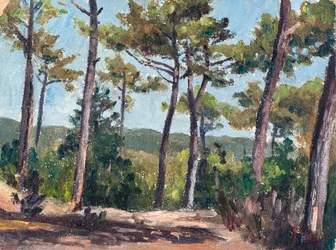 Pine Forest