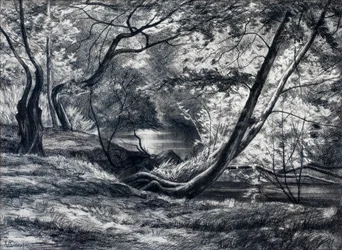 Undergrowth with River