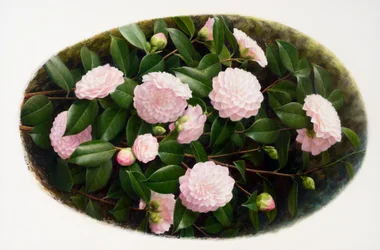 Camellia 