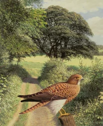 Falcon on Gatepost