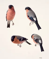 Four studies of a bullfinch