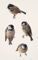 Four studies of a coal tit