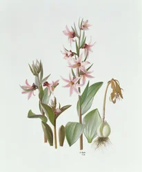 Fritillaria Stenanthera