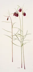 Fritillaria montana