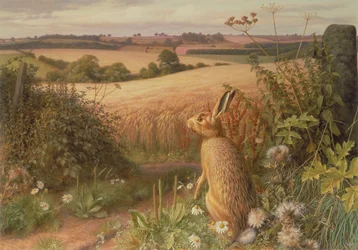 Hare in a Field