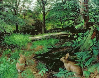 In the Woods - A Midsummer Evening