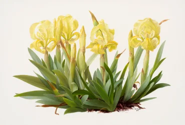 Iris lutescens