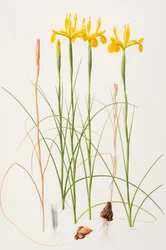 Iris spuria, 2002