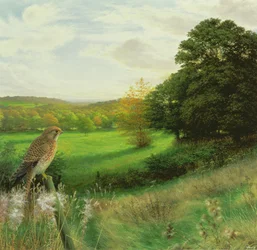 Kestrel on a Late September Evening