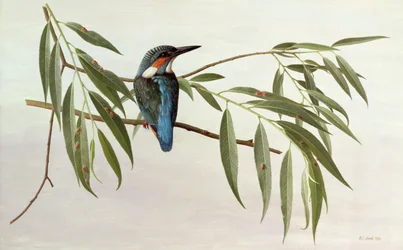 Kingfisher