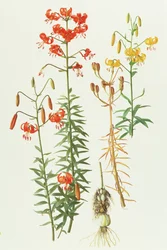 Lilium Amabile