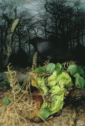 Midwinter in the Woods
