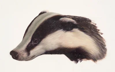 Study of a badger