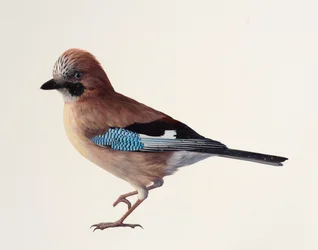 Study of a Jay